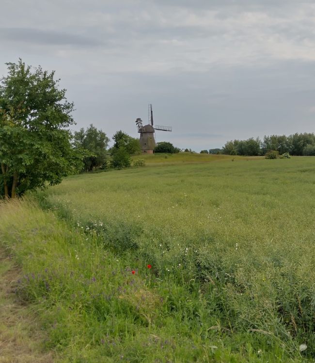 Foto: Peter Dauterstedt